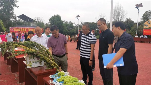 中原“豐”味 | 南陽臥龍區青華鎮舉行第六屆農民豐收