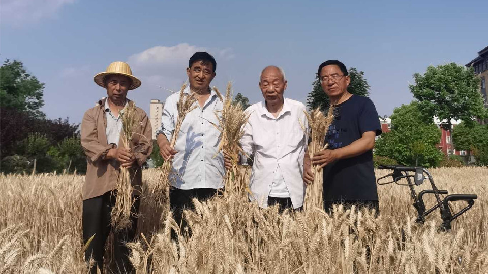 河南麥收新圖景丨上蔡86歲老人手“薅”收麥為育種