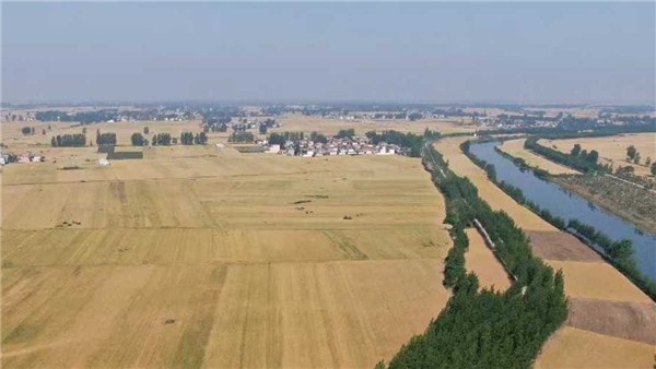 河南麥收新圖景丨周口1100多萬畝麥田 好“豐”景