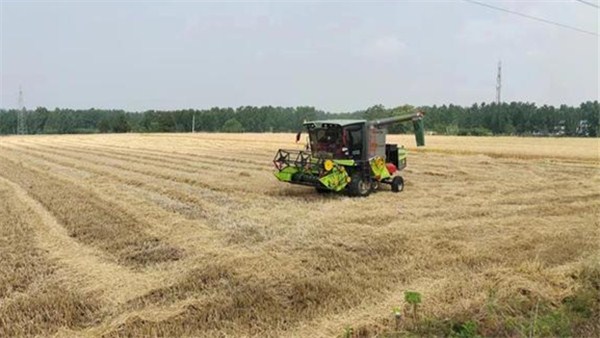  河南麥收新圖景丨淅川縣小麥開機收割了！