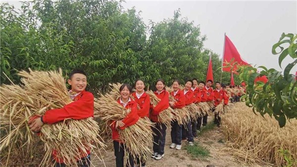  河南麥收新圖景丨駐馬店這位校長帶領學生用鐮刀割麥